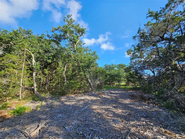 a view of a forest with trees