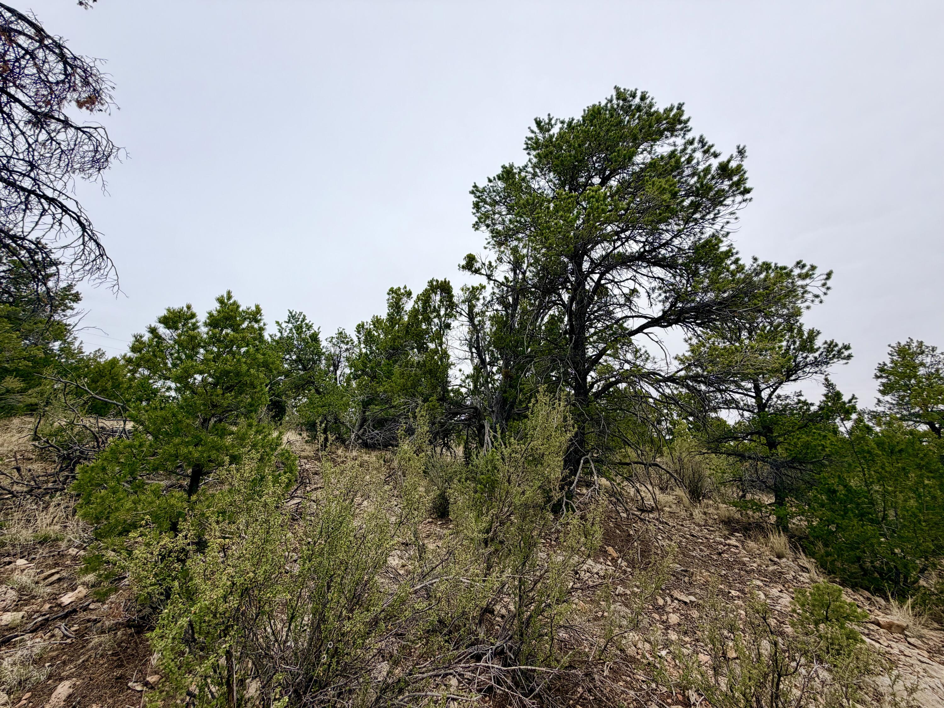 4918 Sunset Ridge Loop Happy Jack, AZ 86024 - Photo 11 of 12