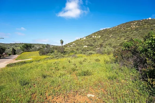 a view of a large trees with lots of trees