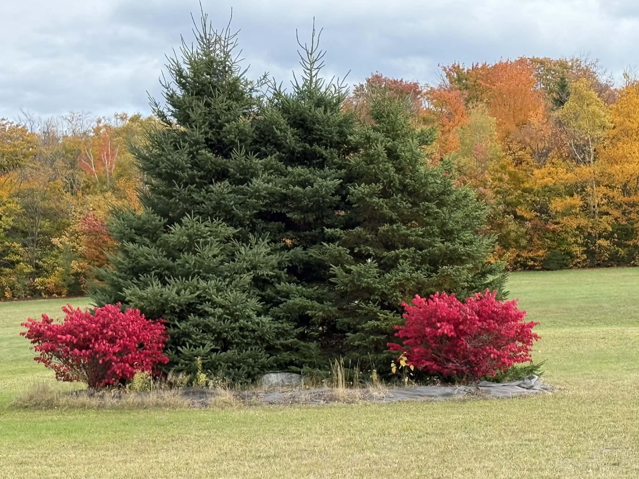 222 Gagnon Road Madawaska, ME 04756 - Photo 11 of 58 Landscaping