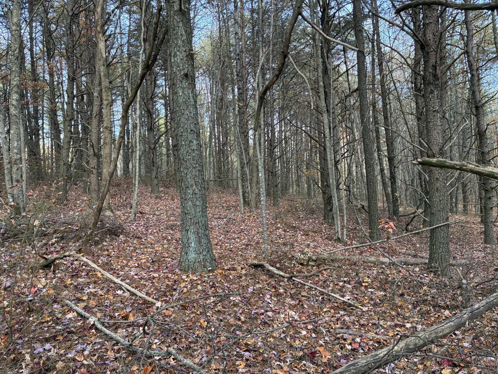 360 Bootleg Bend Guild, TN 37340 - Photo 22 of 42 Gallery Image 22
