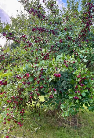 $311,000 | 38213 Highway 87, Frazee, MN 56544