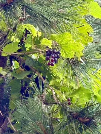 $311,000 | 38213 Highway 87, Frazee, MN 56544