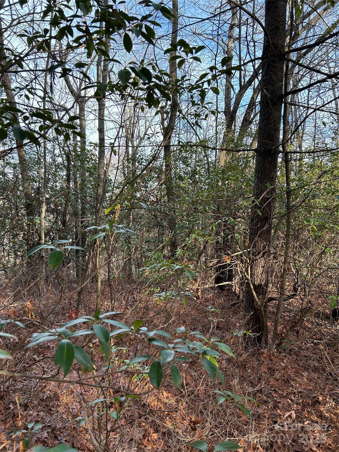 0 Howell Road Brevard, NC 28712 - Photo 12 of 23 a backyard of a house with lots of plants and covered with tall trees
