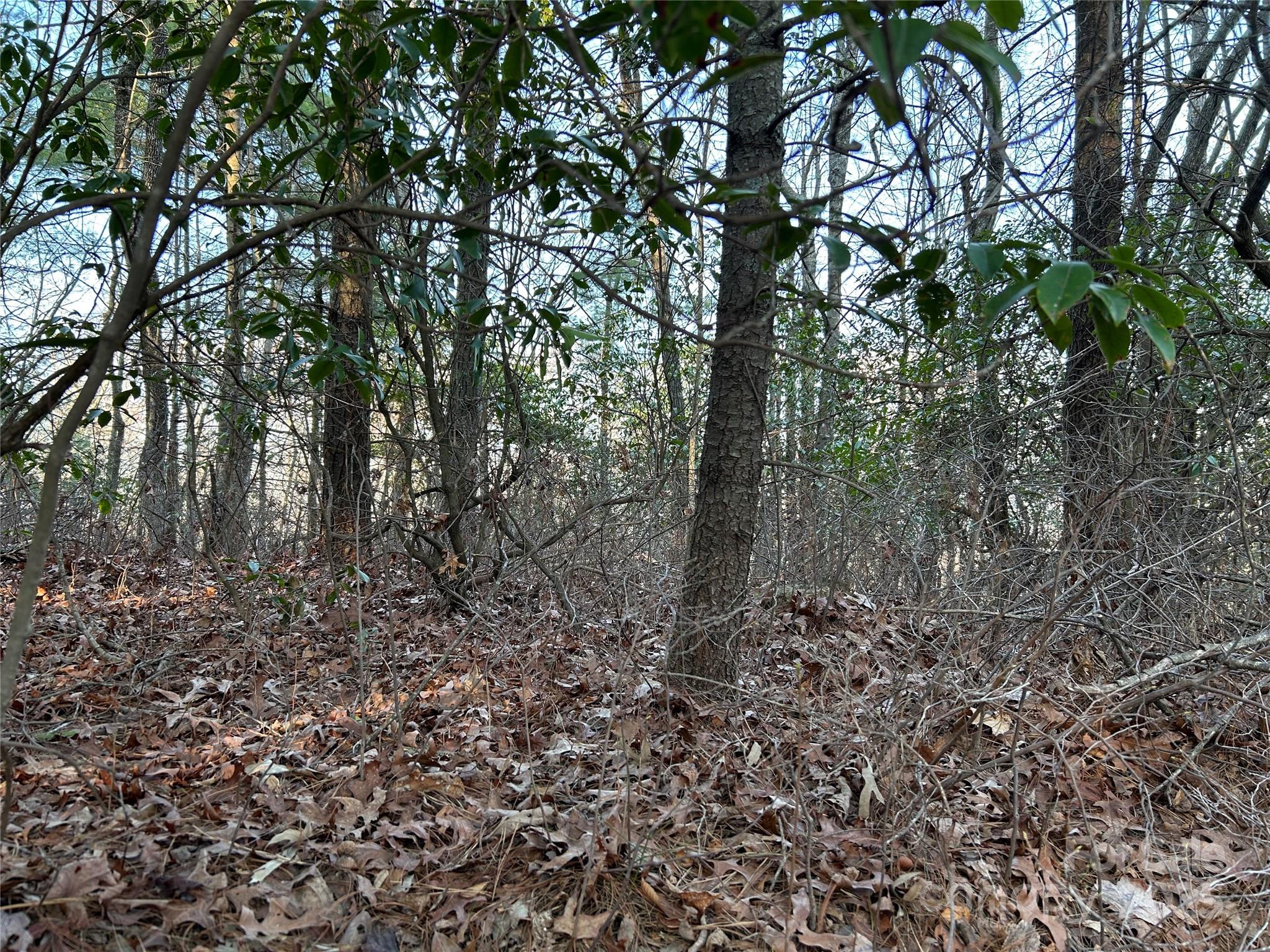 0 Howell Road Brevard, NC 28712 - Photo 14 of 23 a view of a forest with lots of trees