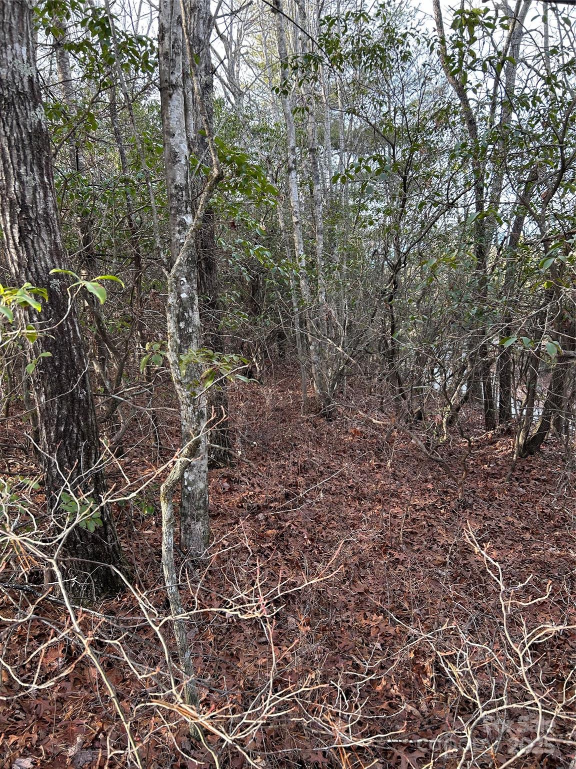 0 Howell Road Brevard, NC 28712 - Photo 2 of 23 a view of a yard with plants and trees