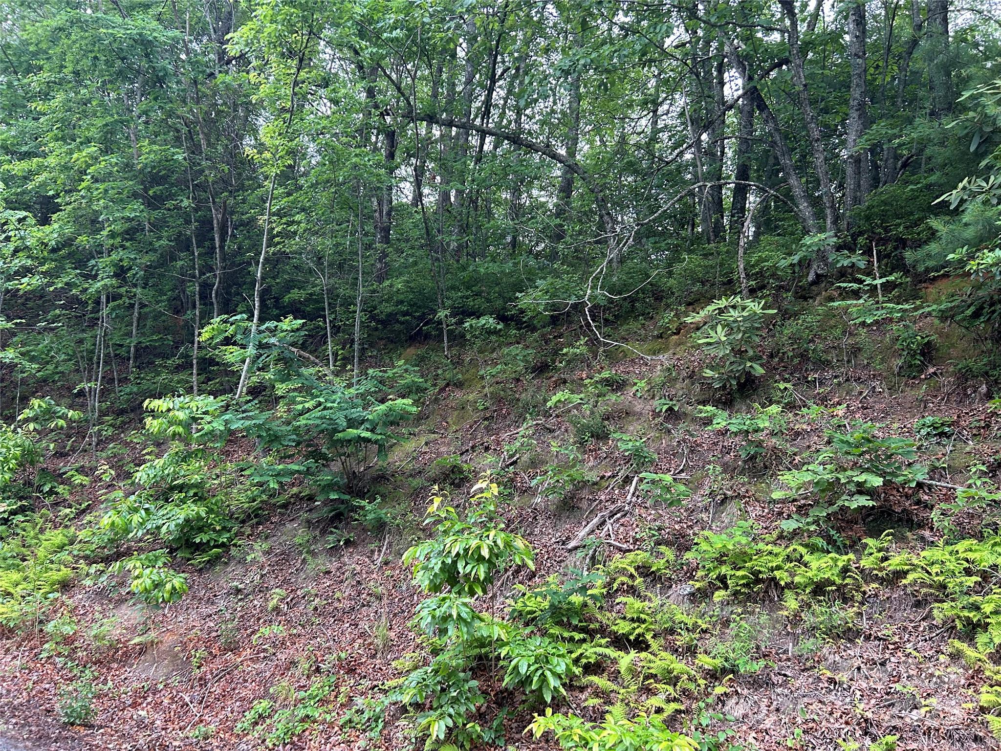 0 Howell Road Brevard, NC 28712 - Photo 21 of 23 a view of forest