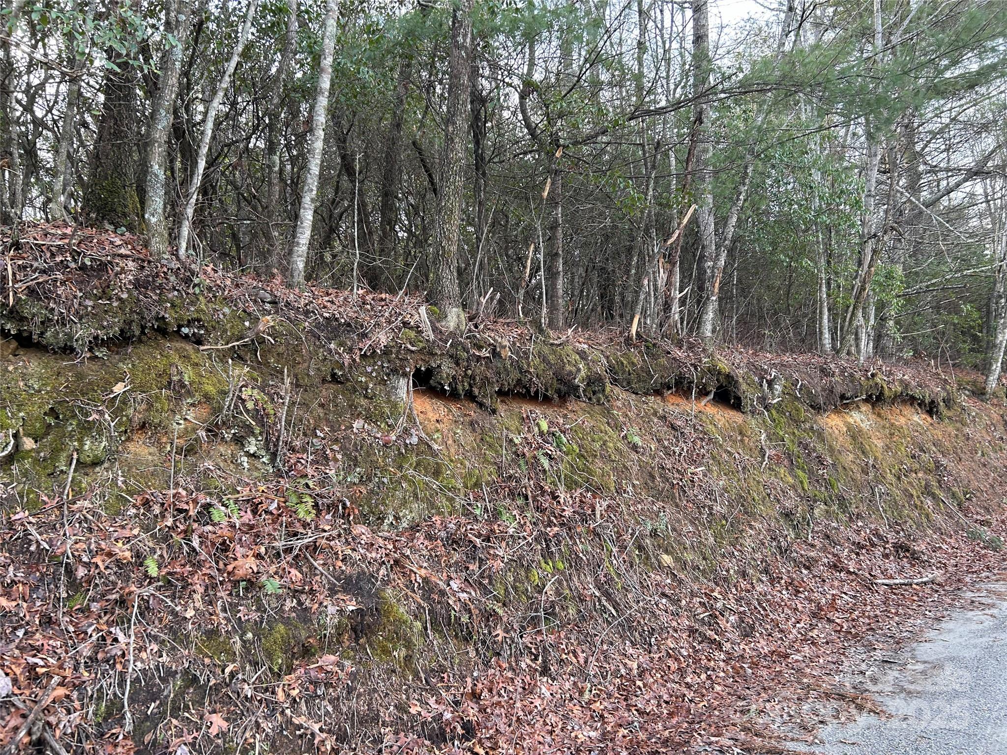 0 Howell Road Brevard, NC 28712 - Photo 5 of 23 a view of a forest with trees in the background
