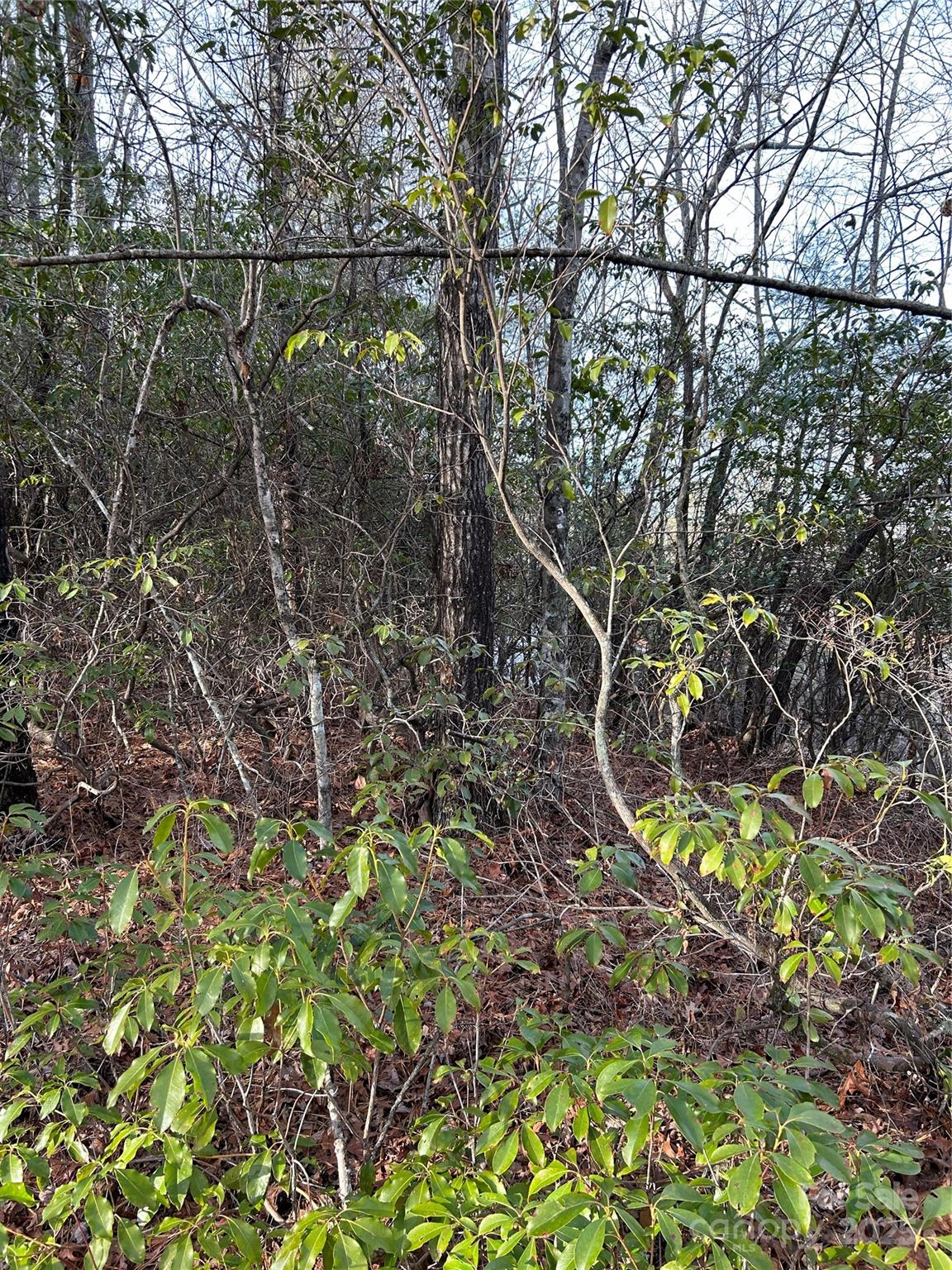 0 Howell Road Brevard, NC 28712 - Photo 6 of 23 a view of a yard with a tree