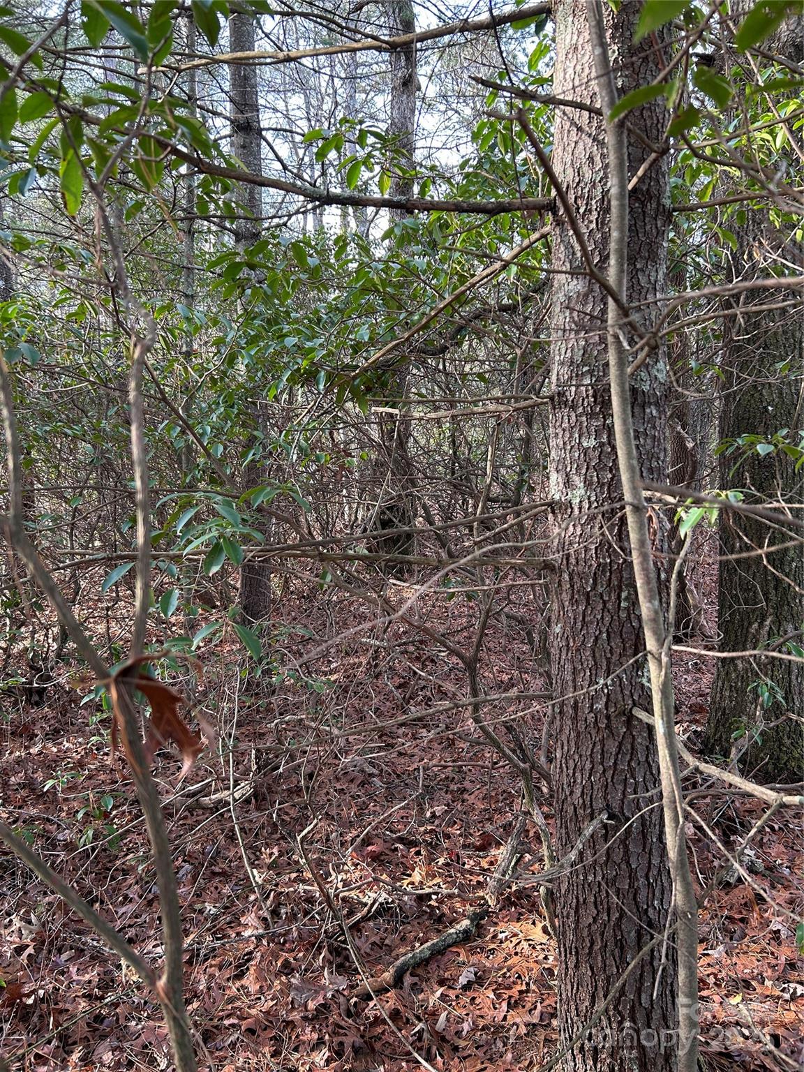 0 Howell Road Brevard, NC 28712 - Photo 8 of 23 a view of a yard with large tree