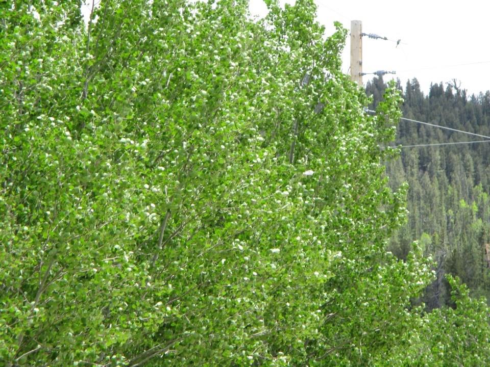 151 Hawk Way Como, CO 80456 - Photo 8 of 13 Gallery Image 8