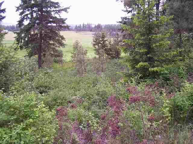 2501 Highline Road, Unit LOT #7 Chewelah, WA 99109 - Photo 1 of 6 Gallery Image 1