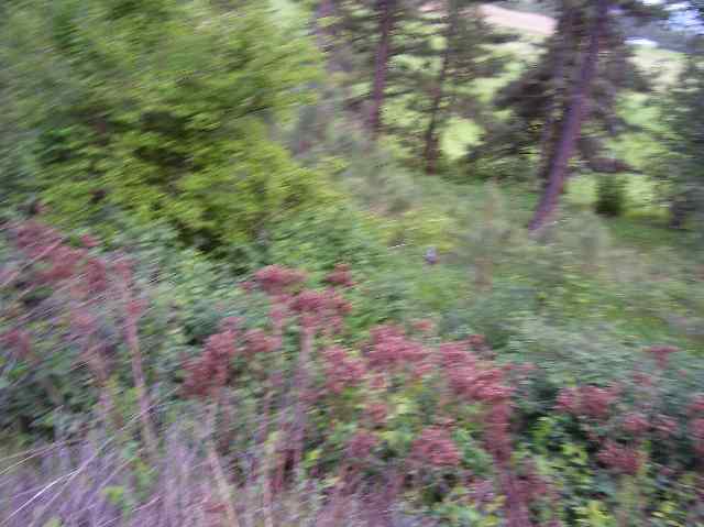 2501 Highline Road, Unit LOT #7 Chewelah, WA 99109 - Photo 2 of 6 Gallery Image 2