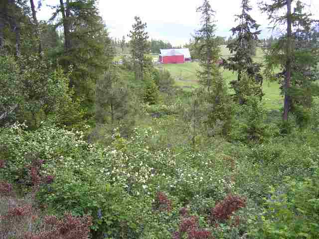 2501 Highline Road, Unit LOT #7 Chewelah, WA 99109 - Photo 4 of 6 Gallery Image 4