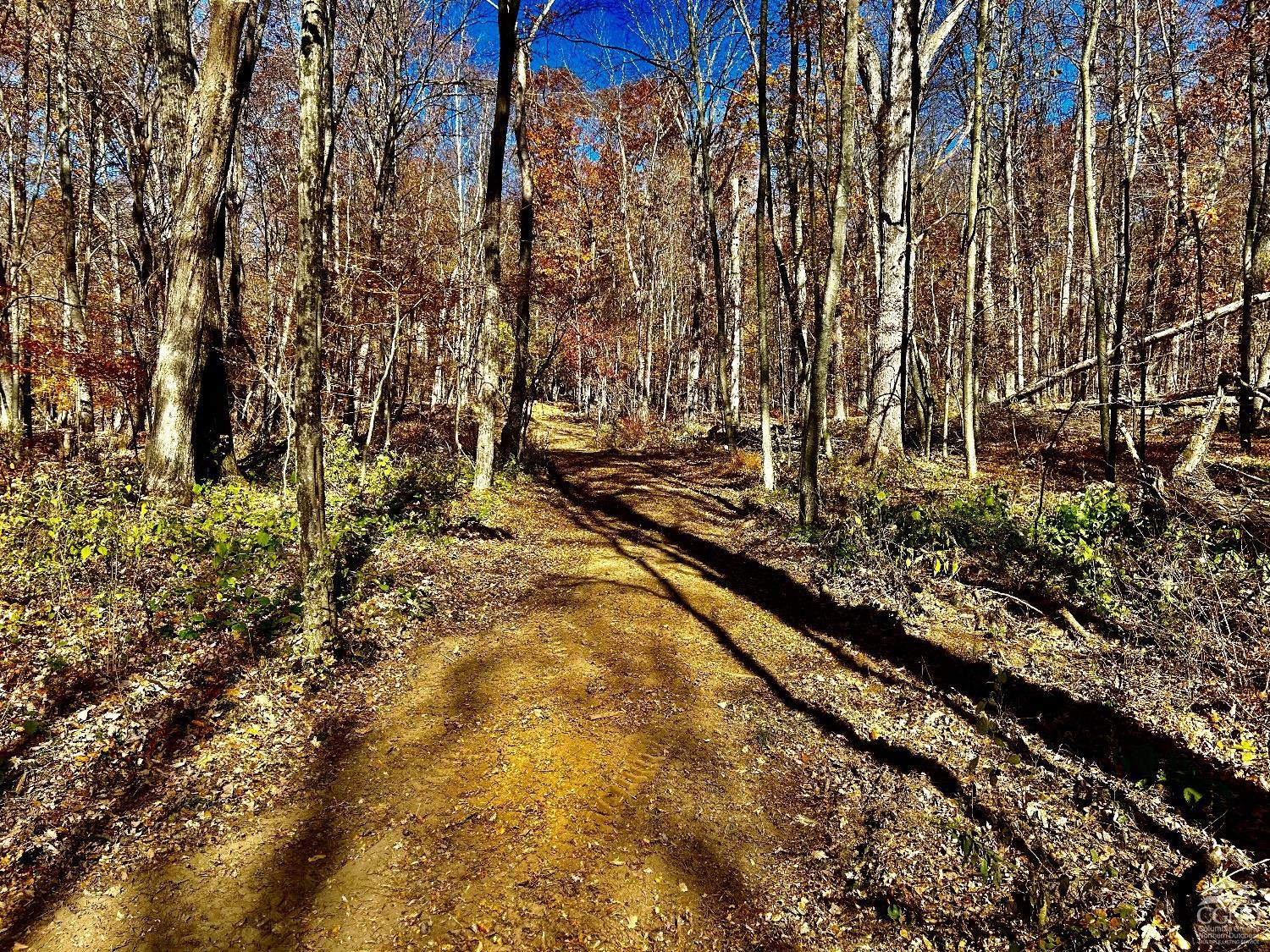 a view of a yard with large trees