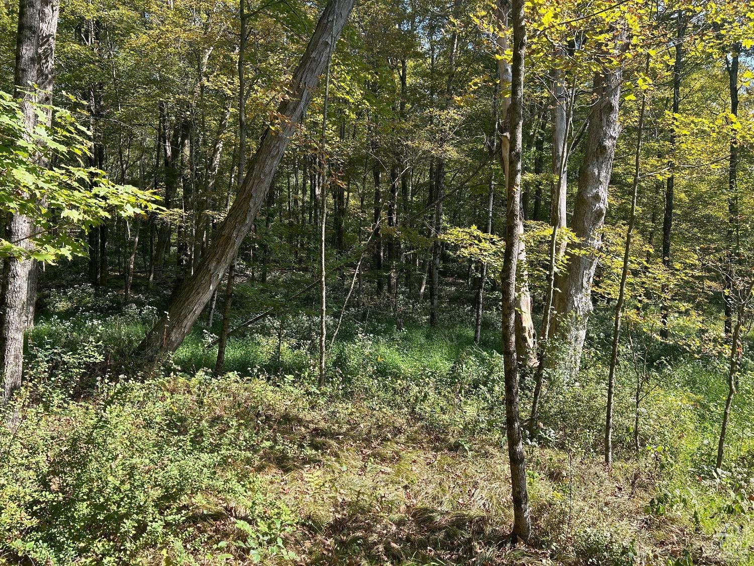 0 Westfall Road Ancram, NY 12502 - Photo 9 of 18 a view of a forest