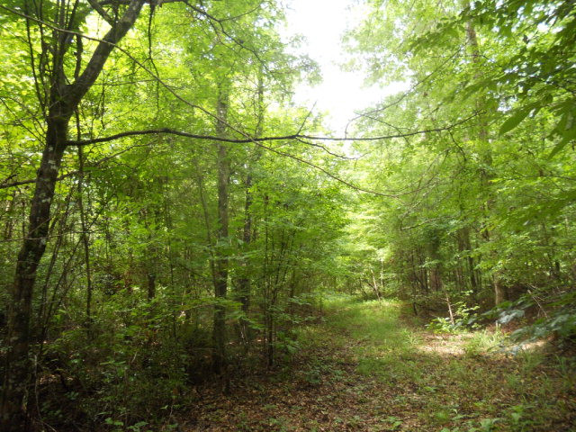 Tbd Piney Road Crosby, MS 39633 - Photo 1 of 1 Main View