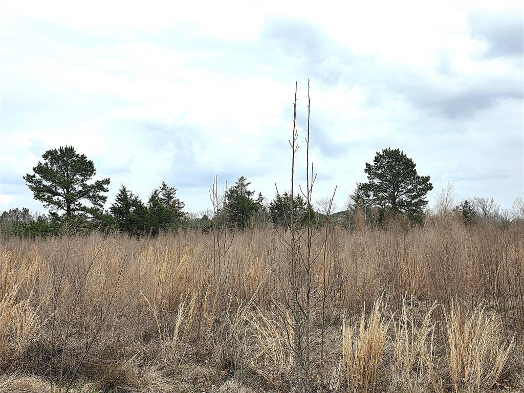 3049 Highway 507 Coushatta, LA 71019 - Photo 37 of 39 a view of a lake with a large trees