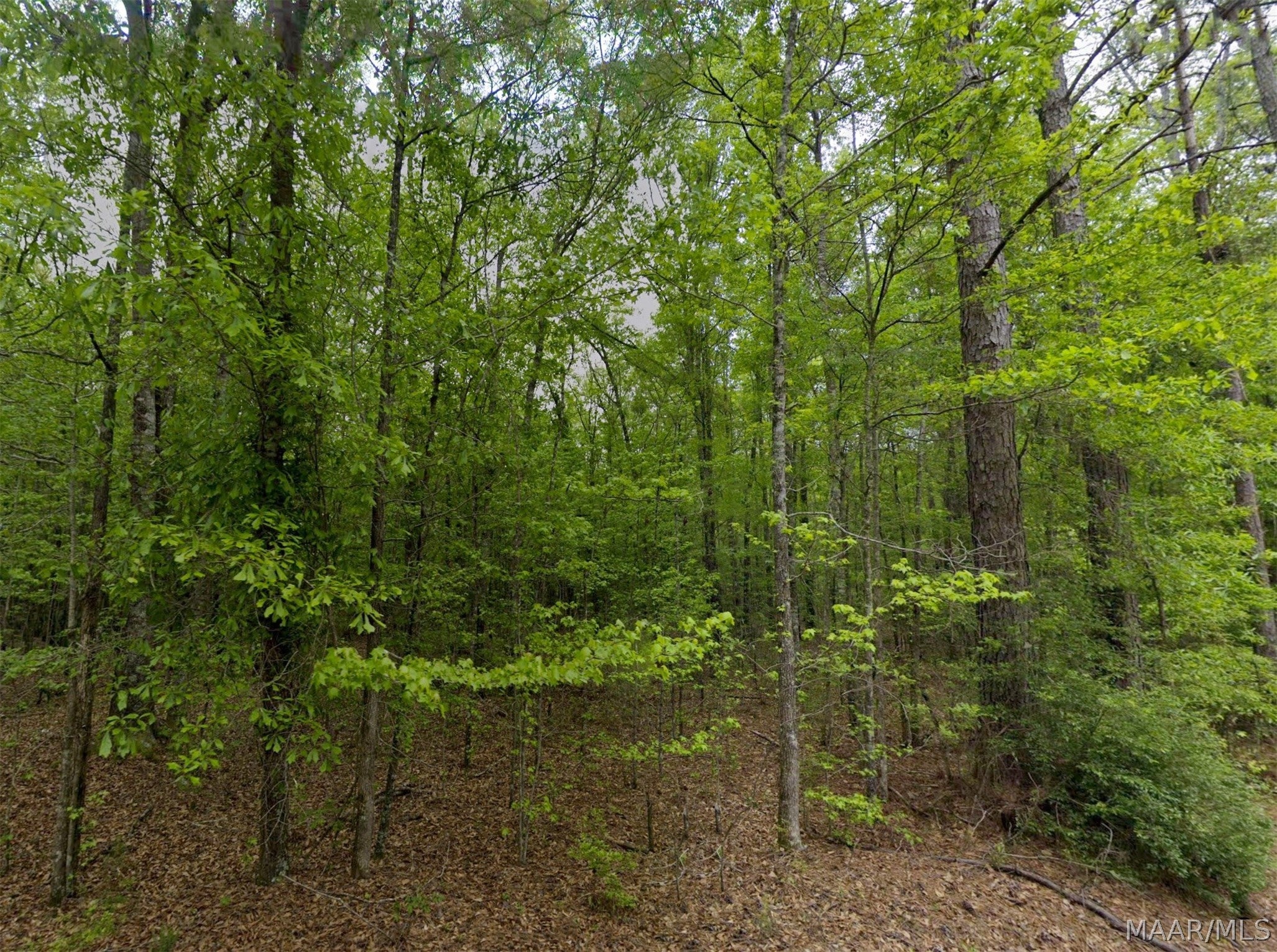 0 Pine Grove Road Tuskegee, AL 36083 - Photo 8 of 12 Gallery Image 8