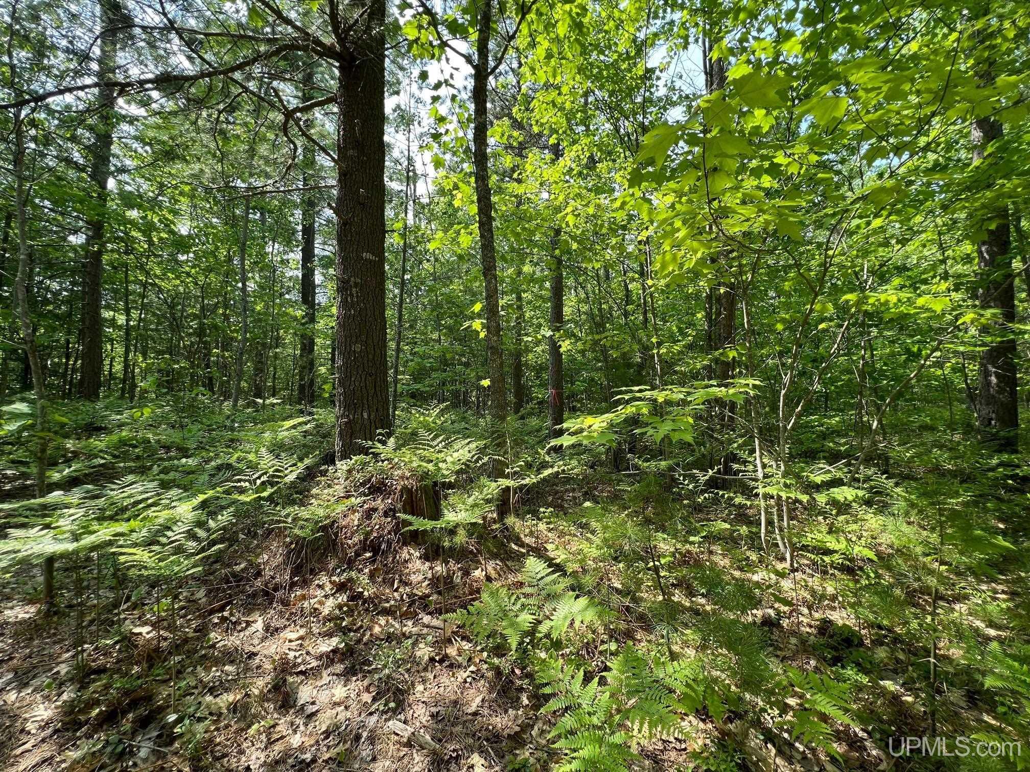 Tbd Powell Lake Road Wetmore, MI 49895 - Photo 7 of 13