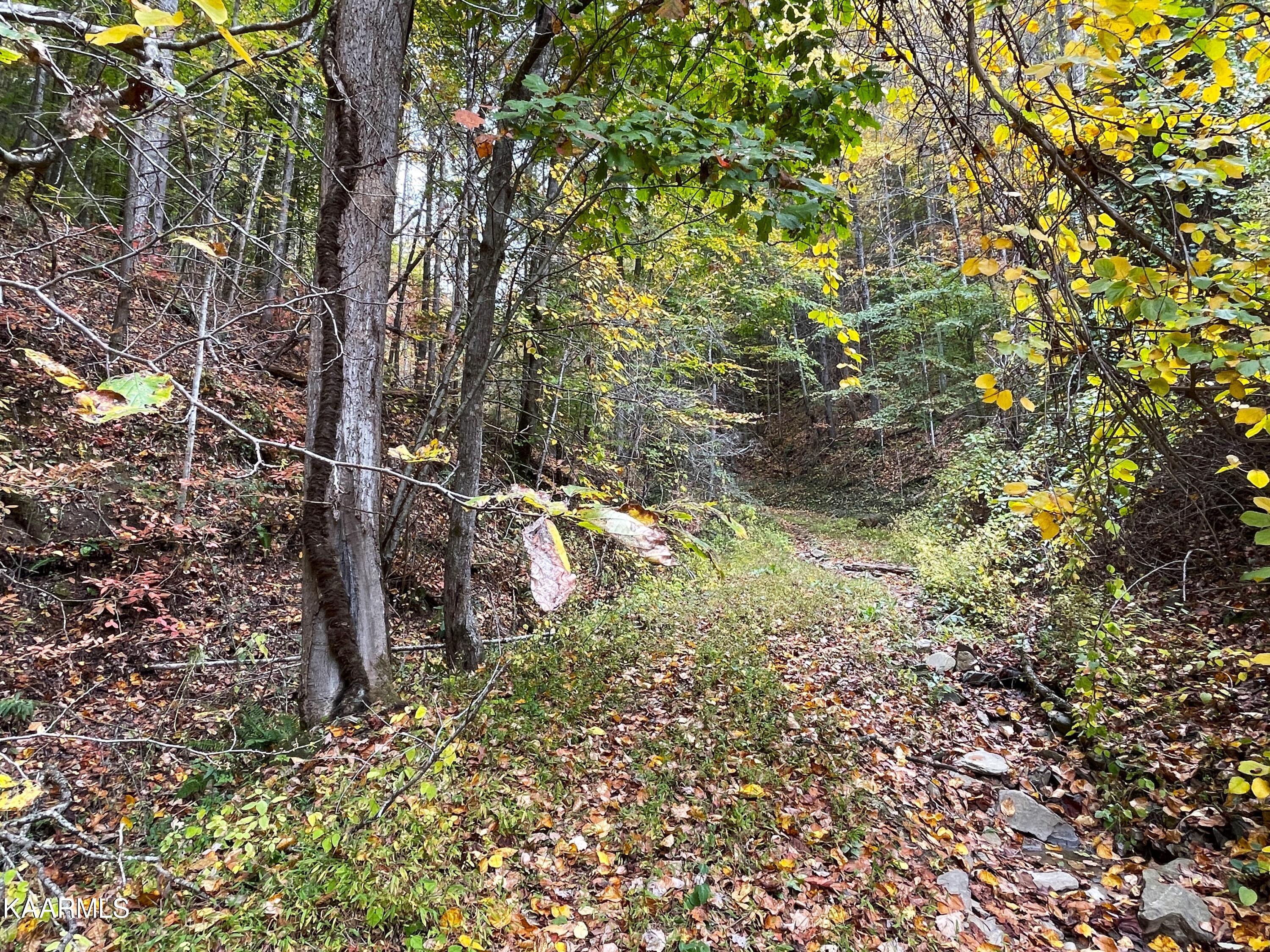 Grindstaff Road Hartford, TN 37753 - Photo 11 of 17 11