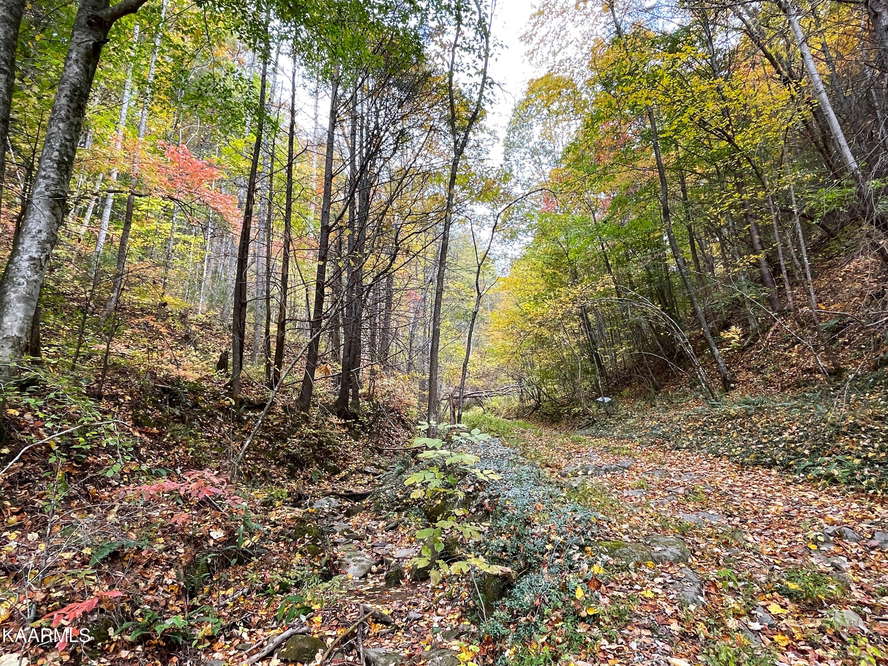 Grindstaff Road Hartford, TN 37753 - Photo 12 of 17 12