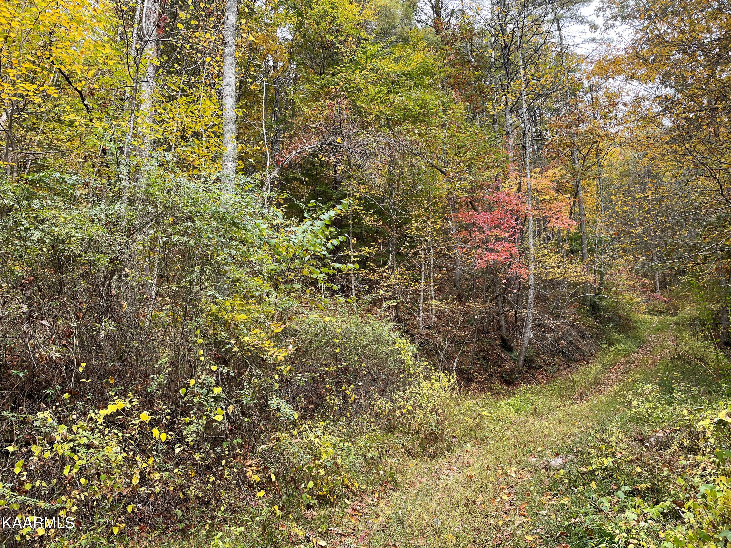 Grindstaff Road Hartford, TN 37753 - Photo 13 of 17 13