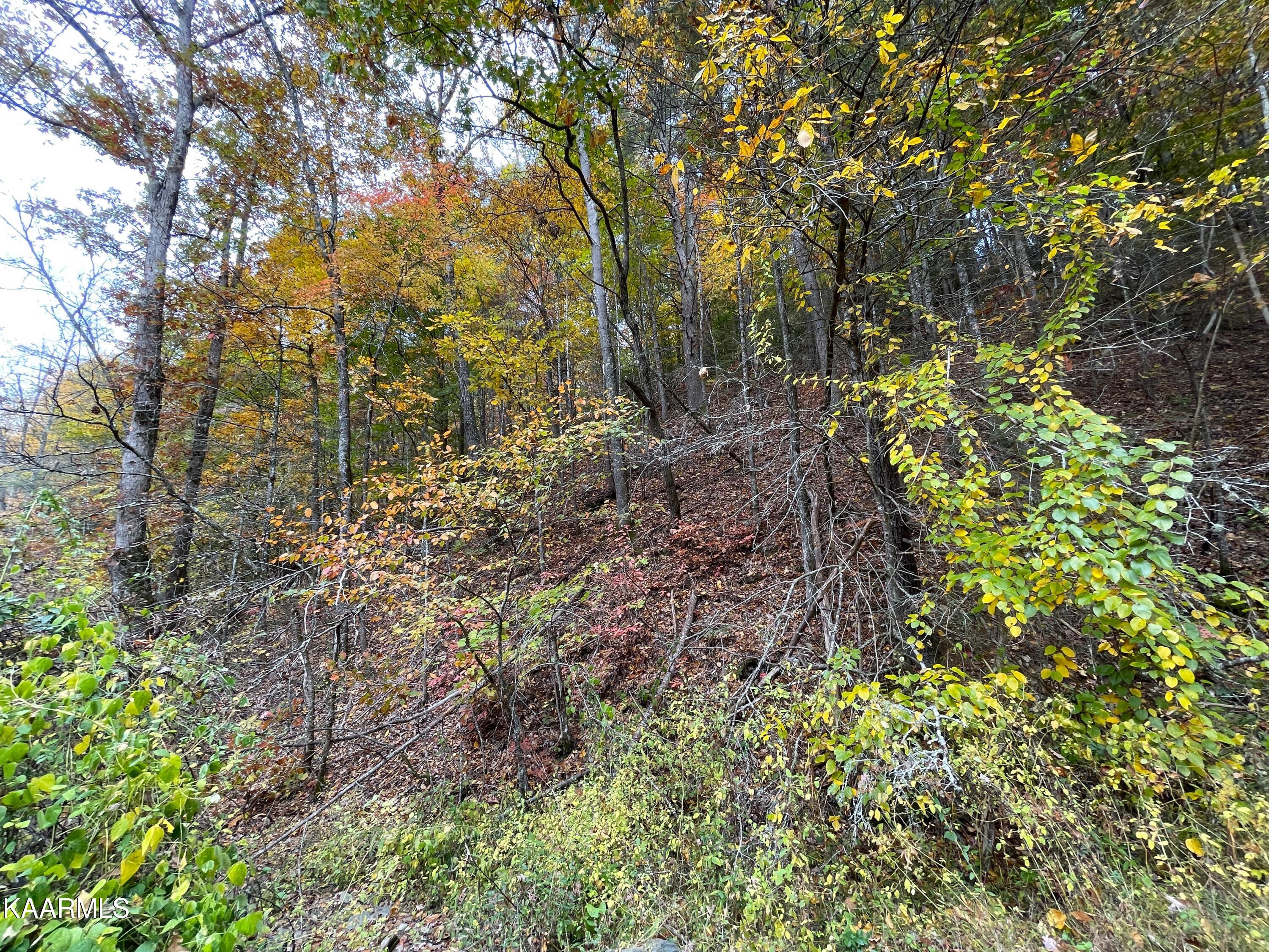 Grindstaff Road Hartford, TN 37753 - Photo 17 of 17 17