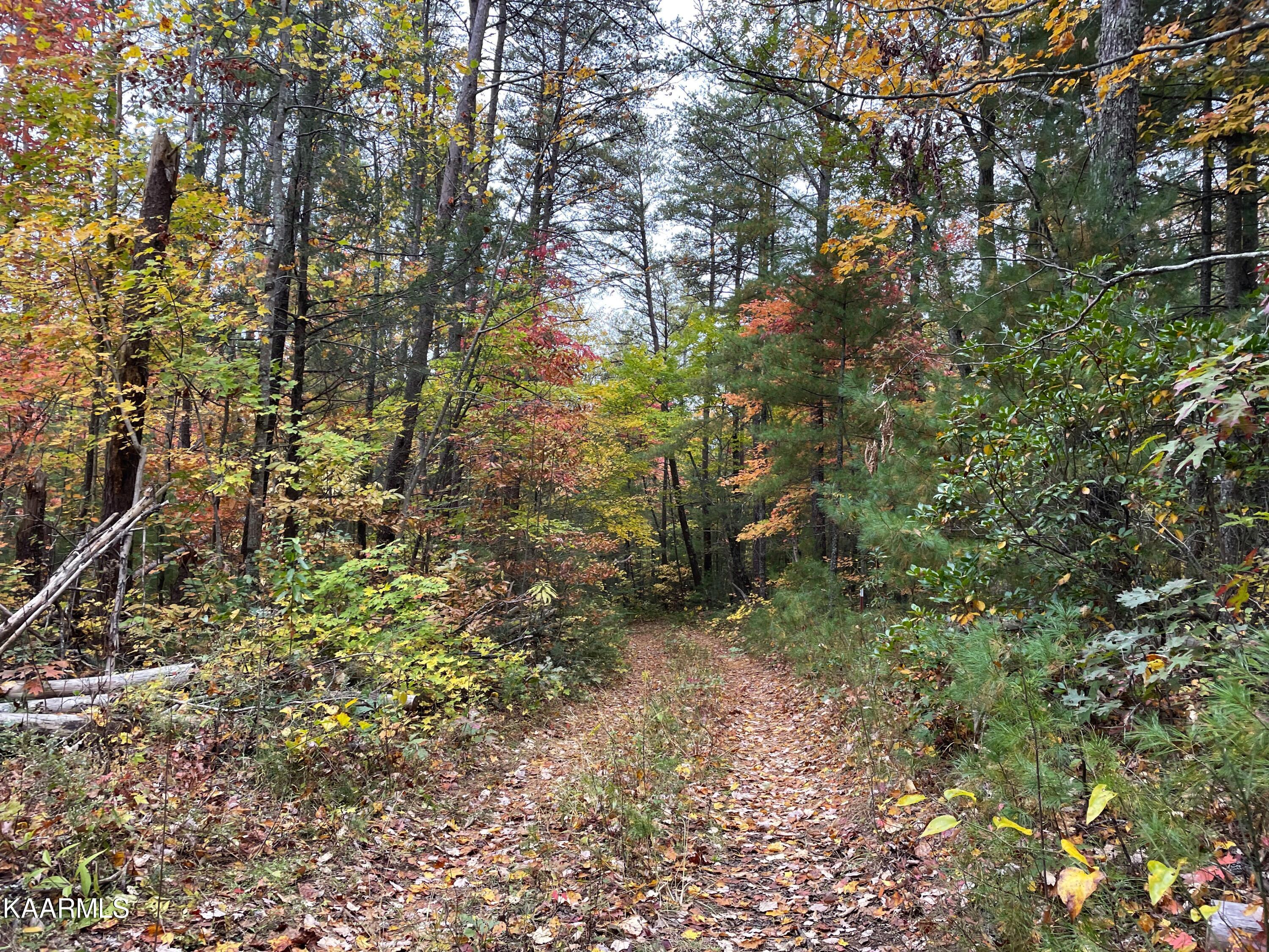 Grindstaff Road Hartford, TN 37753 - Photo 2 of 17 2