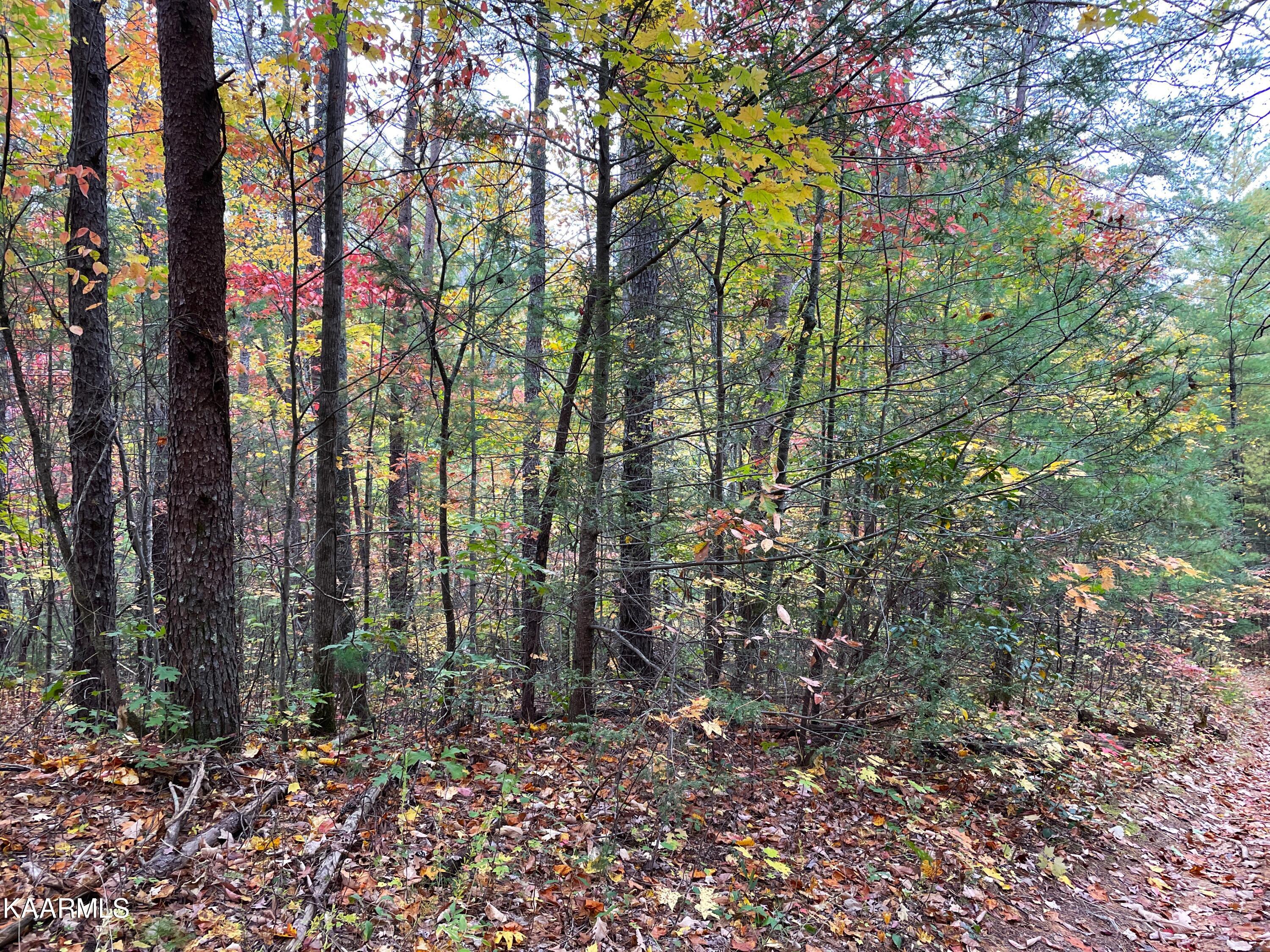 Grindstaff Road Hartford, TN 37753 - Photo 4 of 17 4
