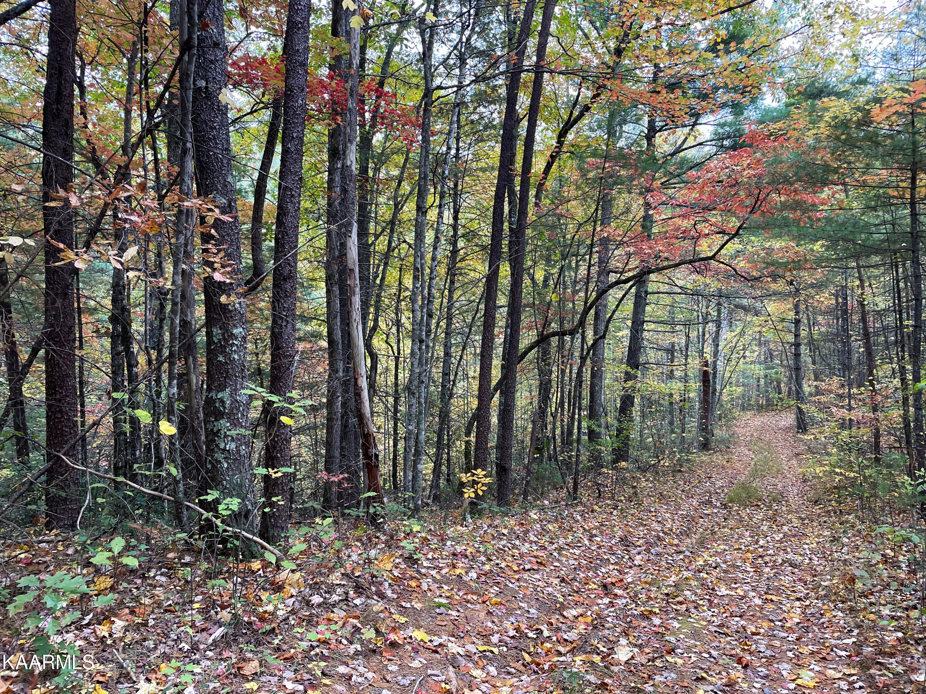 Grindstaff Road Hartford, TN 37753 - Photo 5 of 17 5