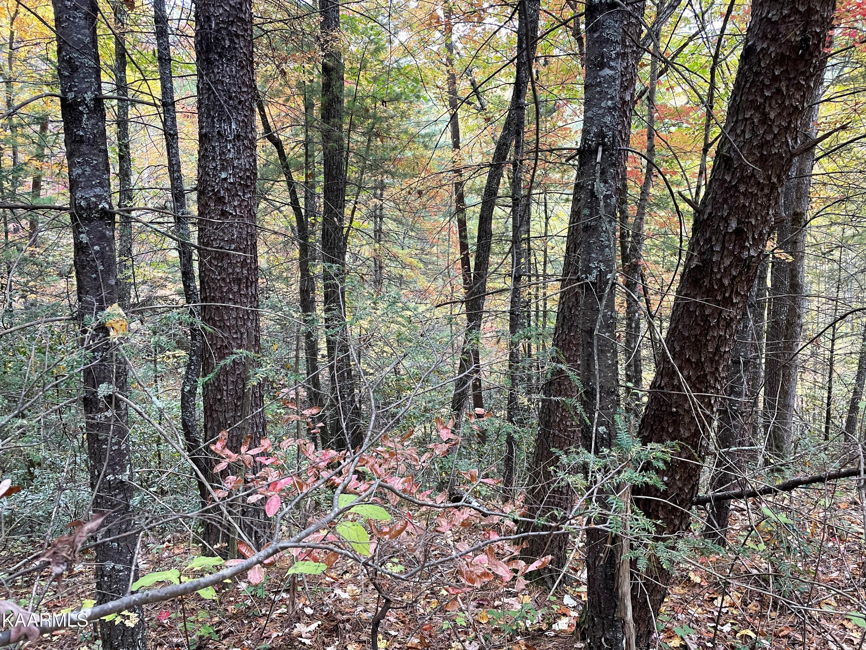 Grindstaff Road Hartford, TN 37753 - Photo 6 of 17 6