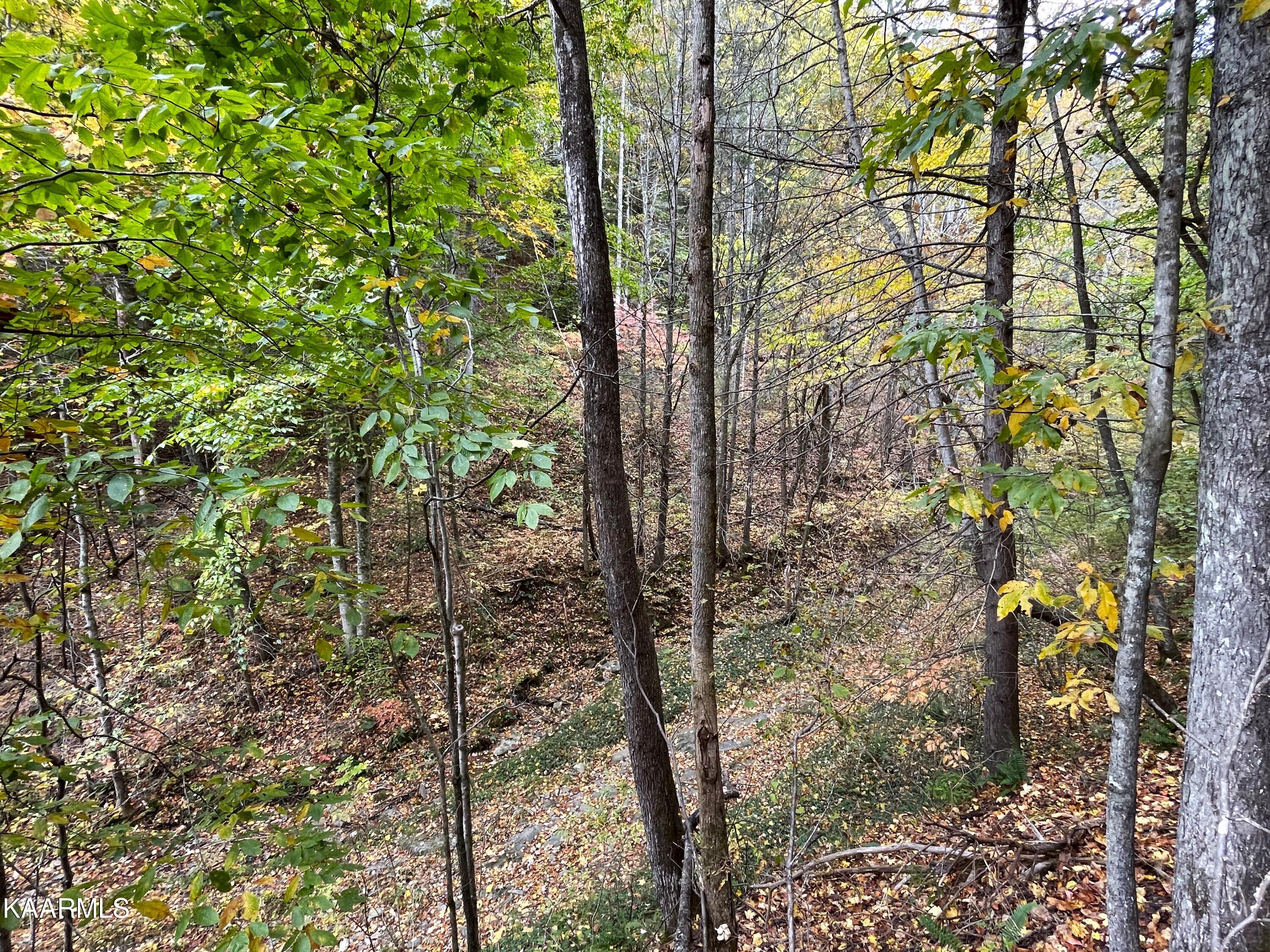 Grindstaff Road Hartford, TN 37753 - Photo 9 of 17 9