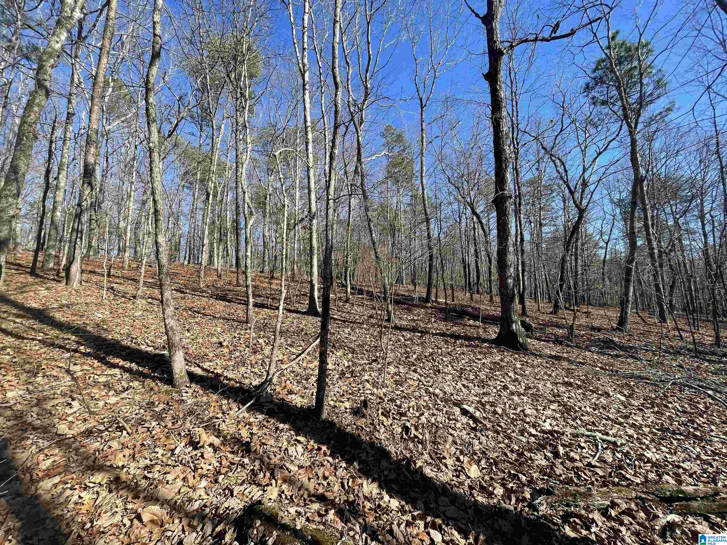0 County Road 852, Unit 4 Ranburne, AL 36273 - Photo 7 of 19