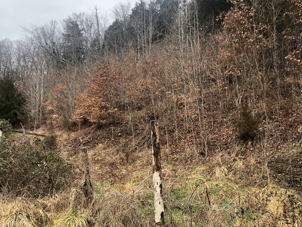 2 Lane Hollow Road Sevierville, TN 37876 - Photo 8 of 13 Gallery Image 8