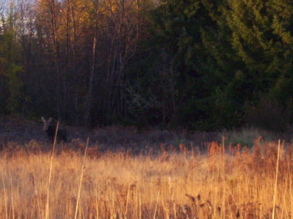 266 Belanger Road Caribou, ME 04736 - Photo 27 of 35 Abundant wildlife, including...