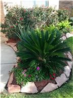 25202 Diamond Ranch Drive Katy, TX 77494 - Photo 12 of 13 a view of a backyard with plants