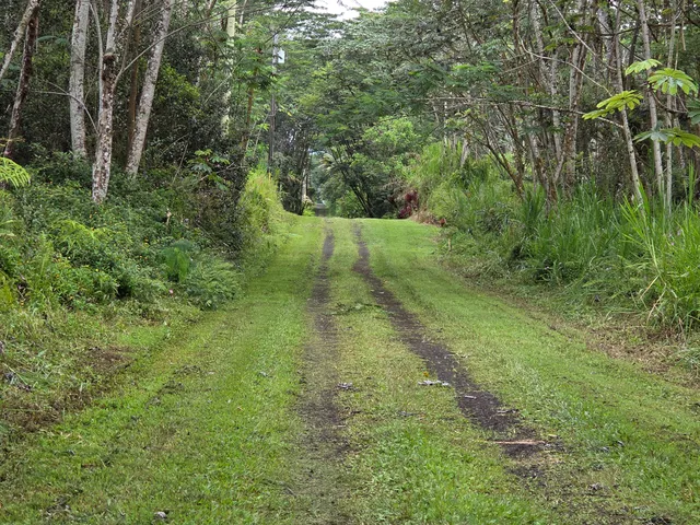 a view of a yard with a tree