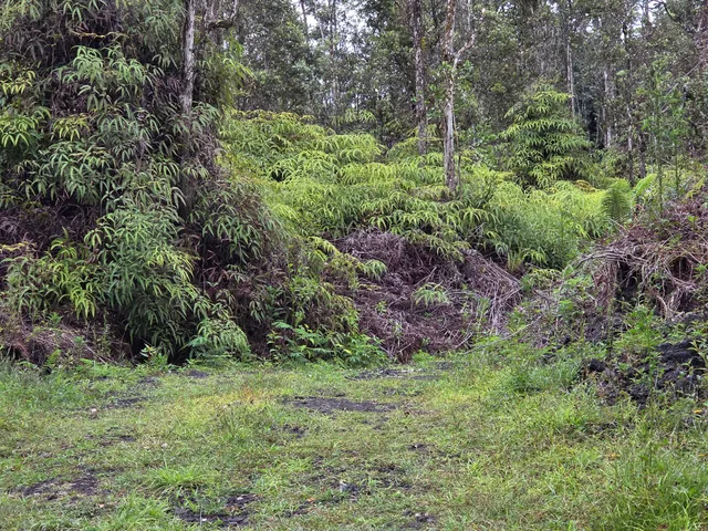 a view of a lush green forest