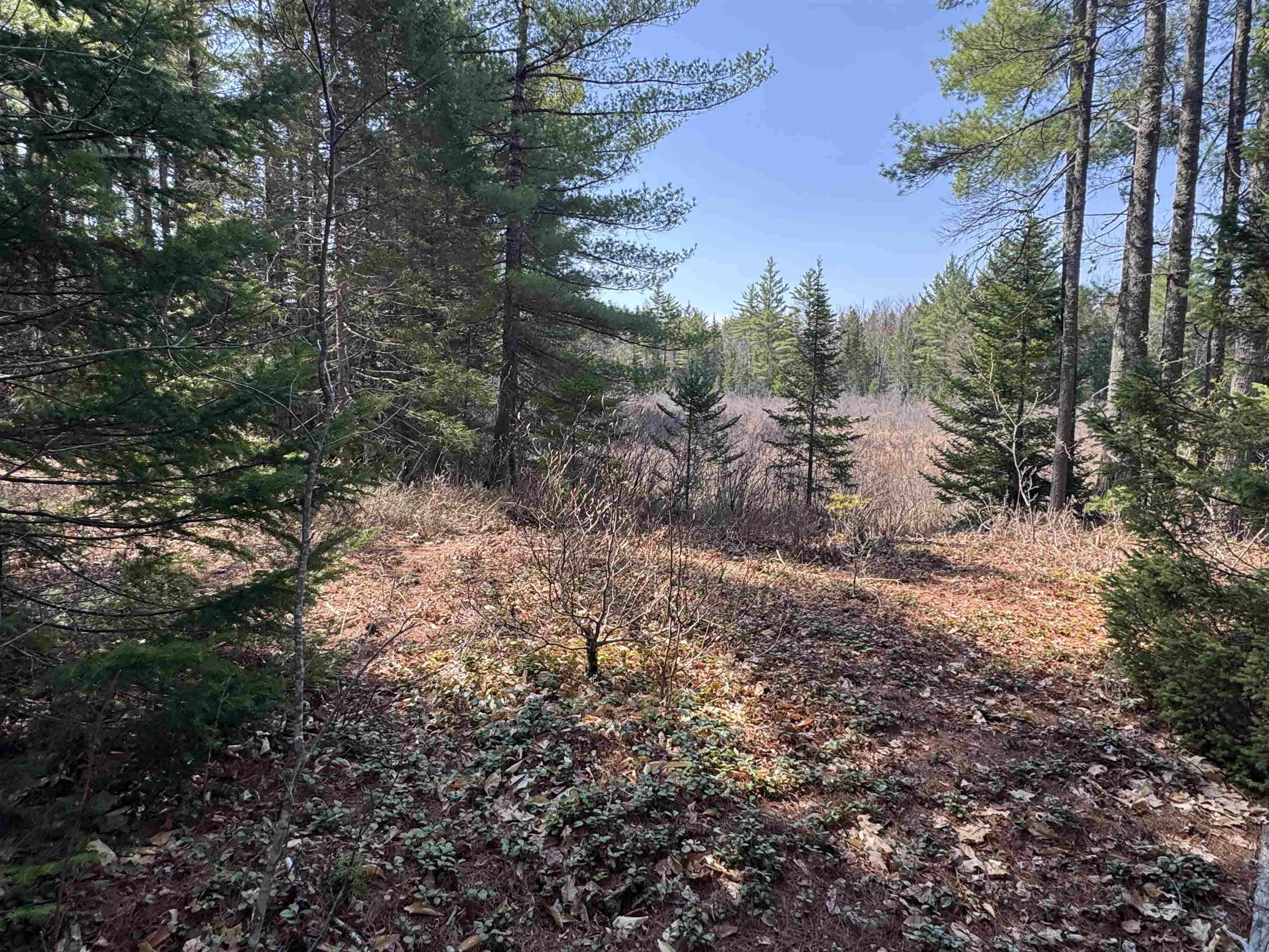 0 Province Lake Road Effingham, NH 03882 - Photo 4 of 45