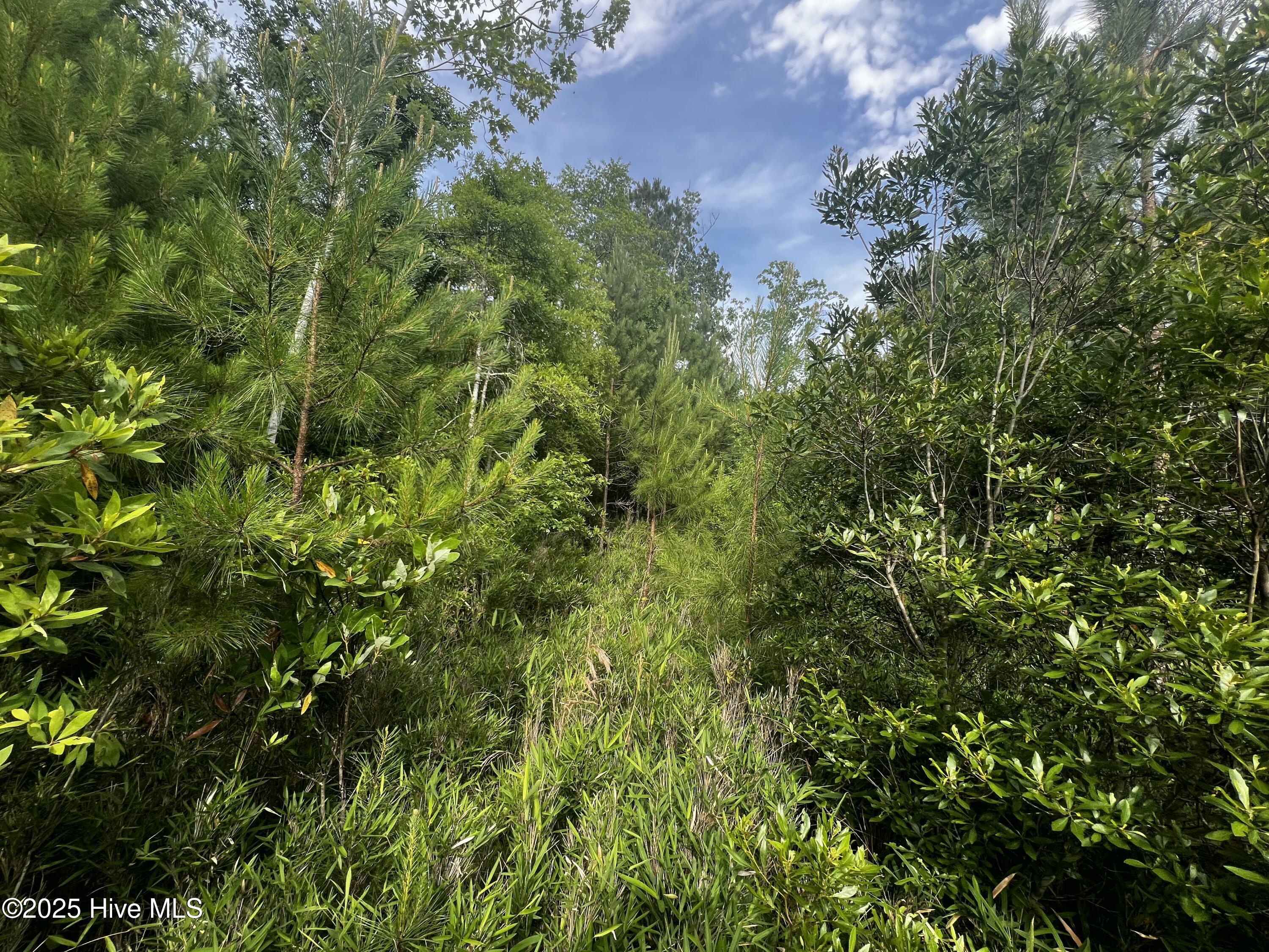 0 White Farm Road Oriental, NC 28571 - Photo 11 of 36 IMG_2793