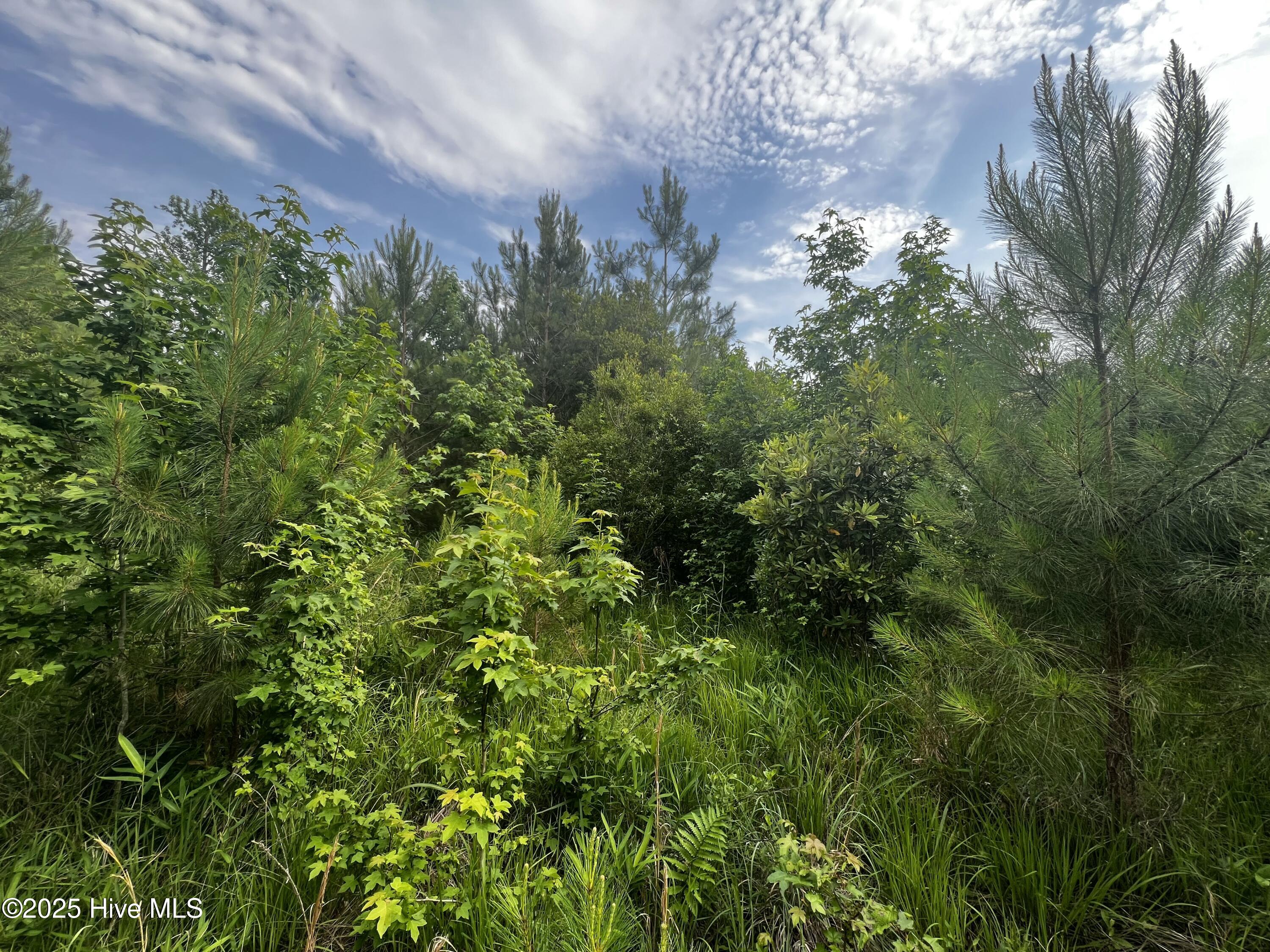 0 White Farm Road Oriental, NC 28571 - Photo 13 of 36 IMG_2795