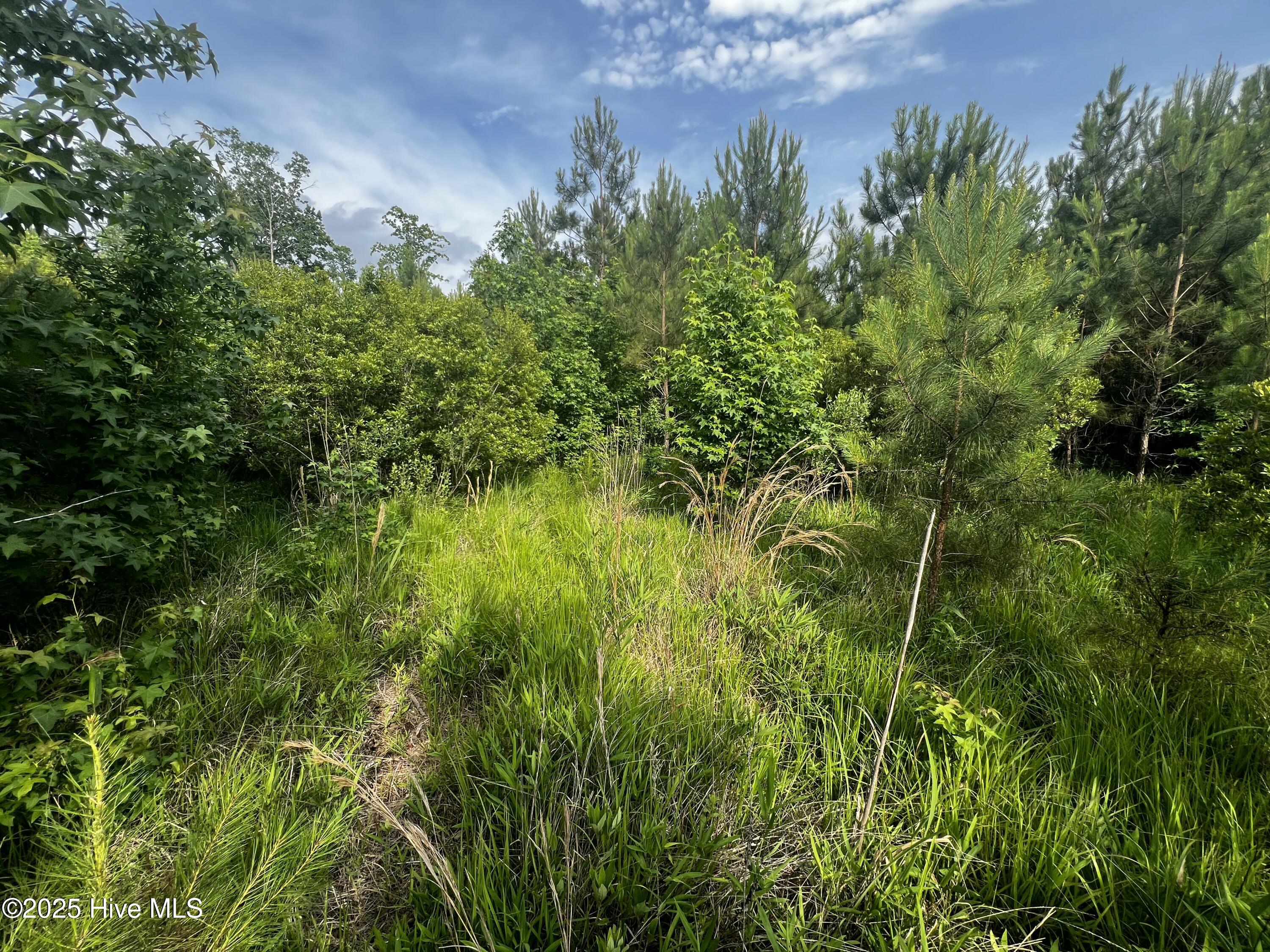 0 White Farm Road Oriental, NC 28571 - Photo 14 of 36 IMG_2796