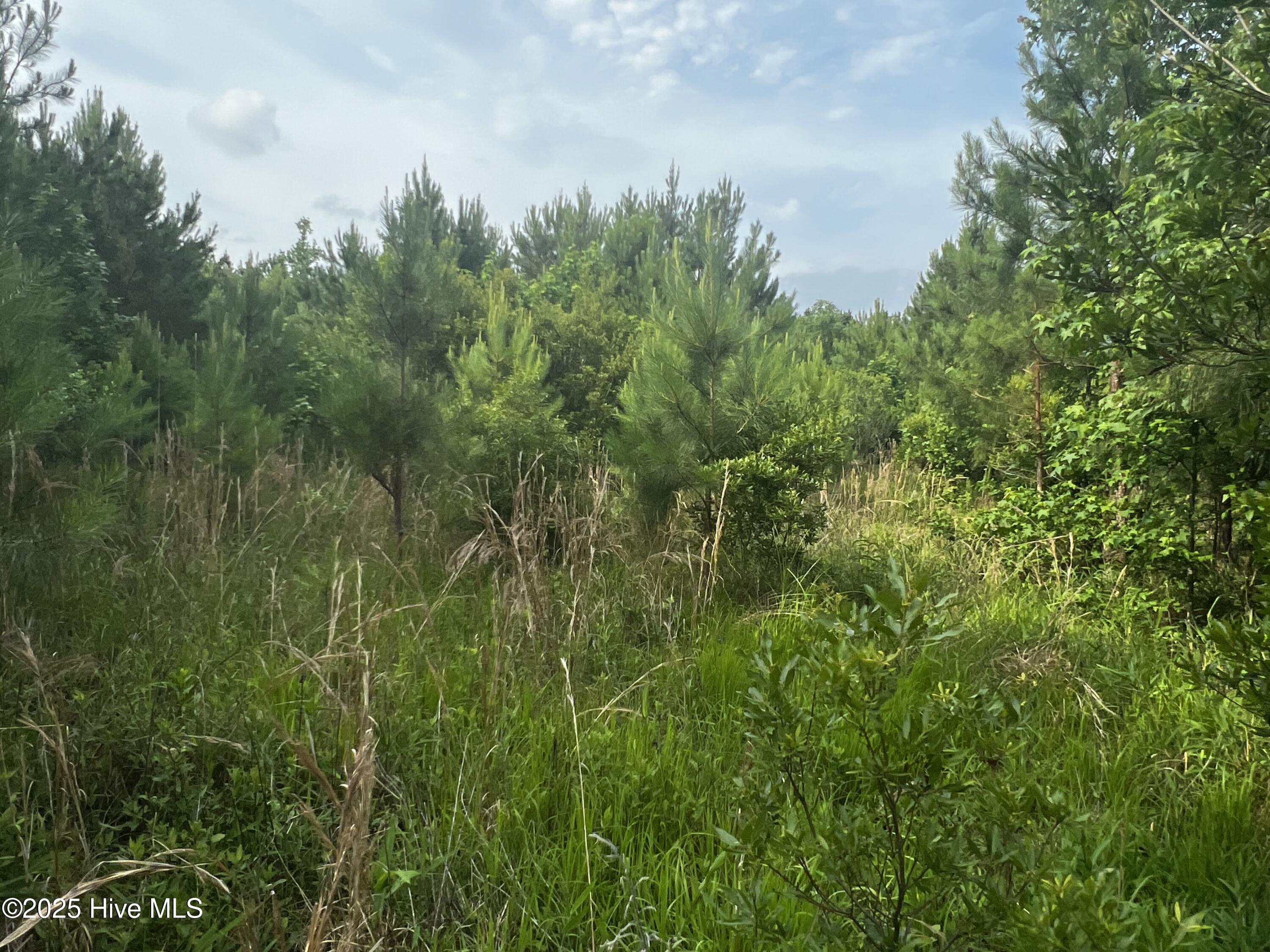 0 White Farm Road Oriental, NC 28571 - Photo 15 of 36 IMG_2797