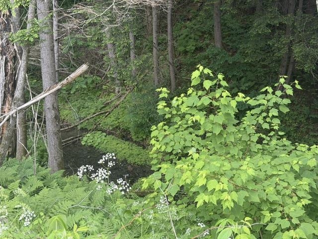 6160 Highway 66 Randolph, VT 05061 - Photo 19 of 20