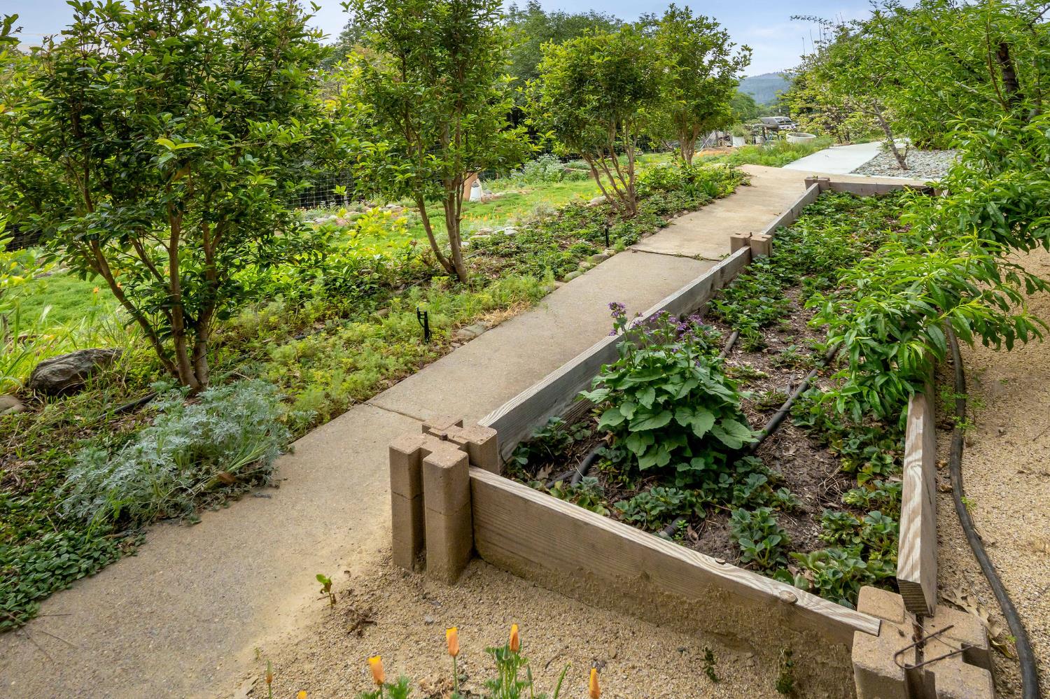 16105 John Way Grass Valley, CA 95949 - Photo 53 of 71 a view of a garden with an outdoor seating