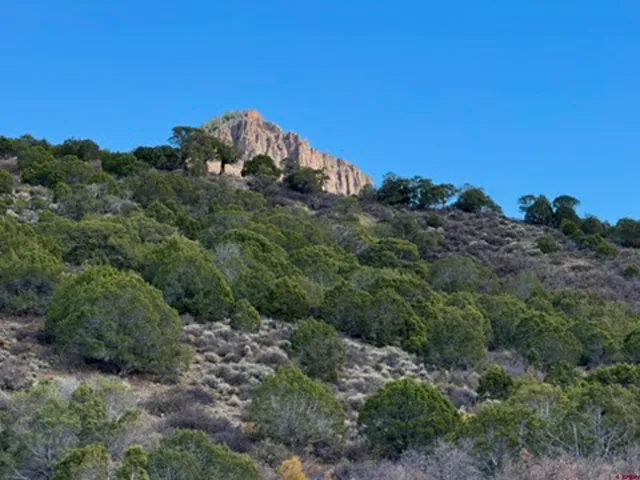a view of a dry yard