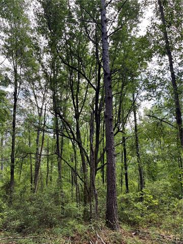 0 Elmore McKigney Lane Springfield, LA 70462 - Photo 12 of 28