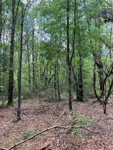 0 Elmore McKigney Lane Springfield, LA 70462 - Photo 14 of 28