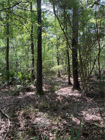 0 Elmore McKigney Lane Springfield, LA 70462 - Photo 16 of 28
